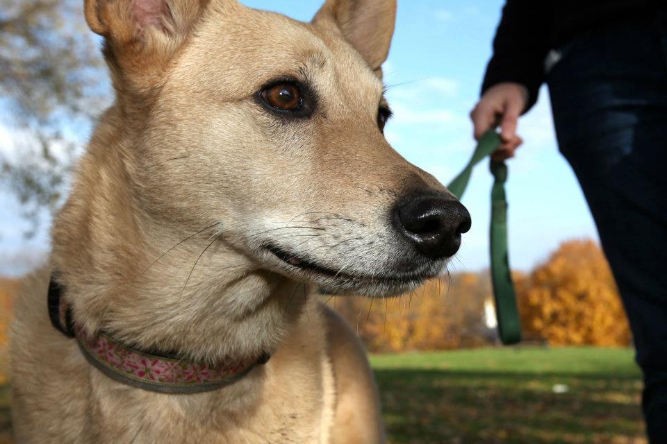 Love-Based Dog Walking - About Us, Albany, NY