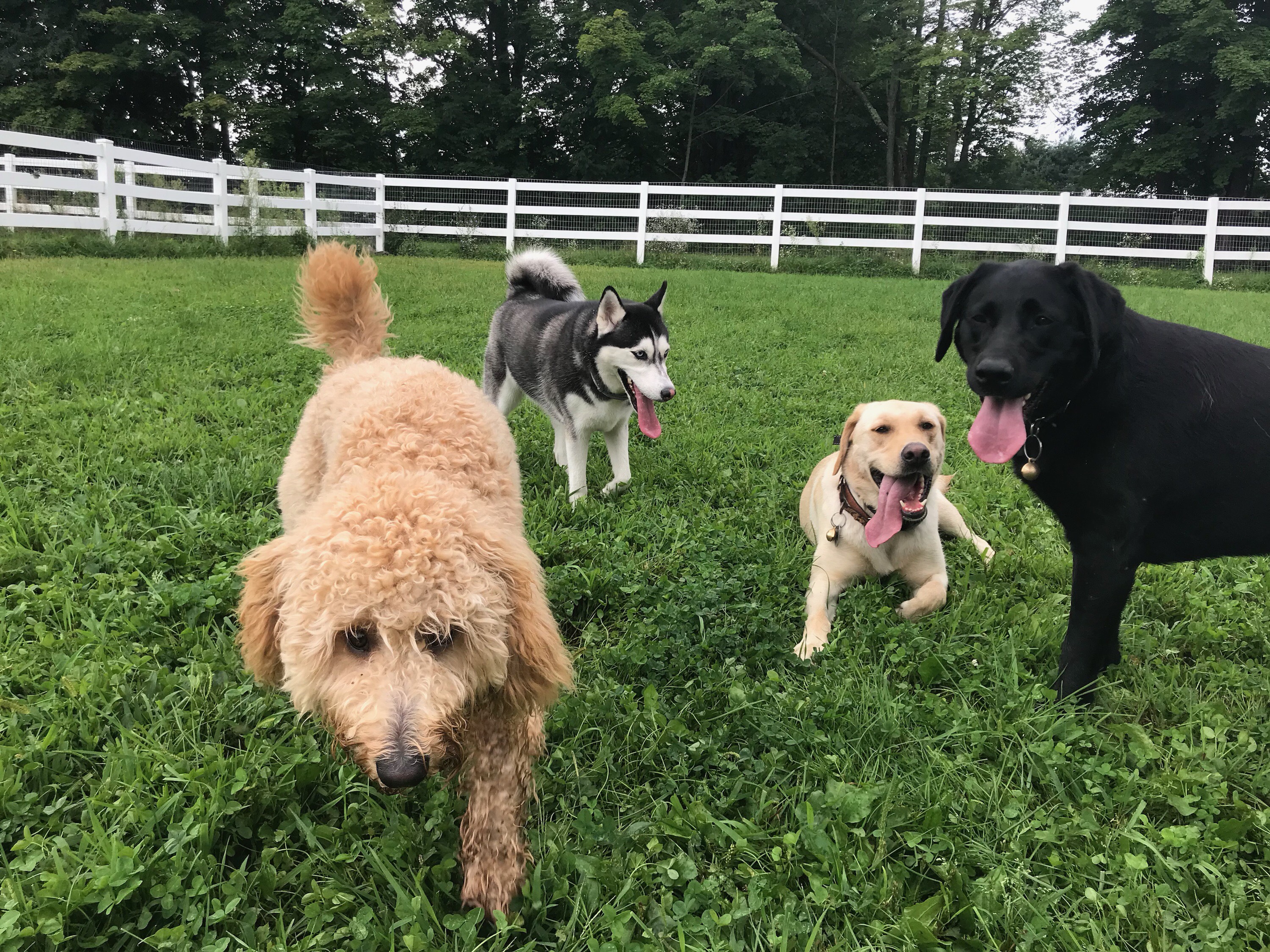 boarding and daycare for dogs near me