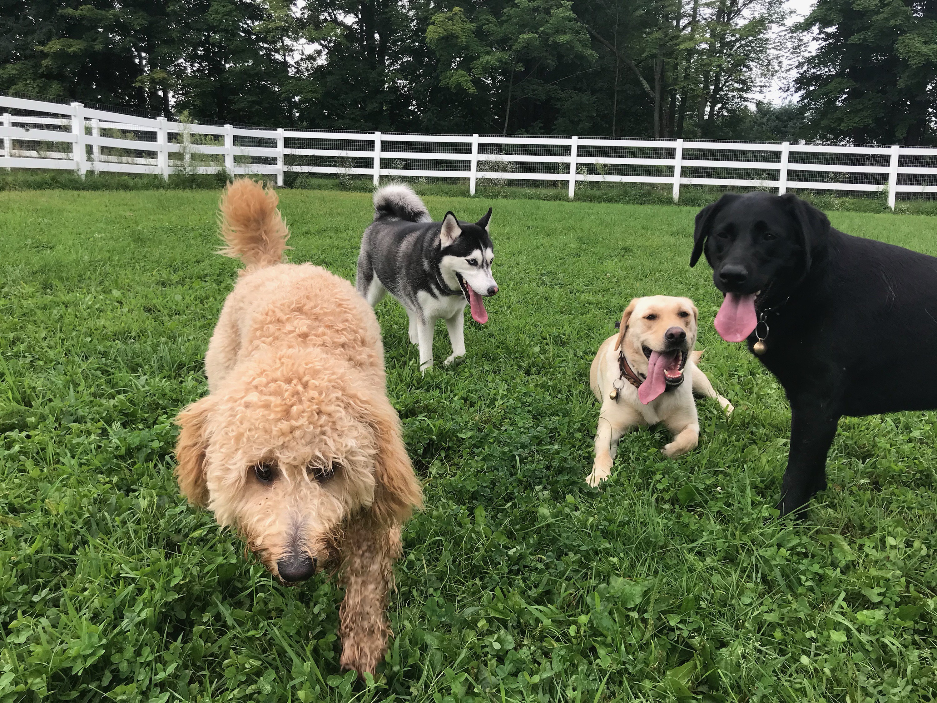 Best Dog Boarding in New York City, NY