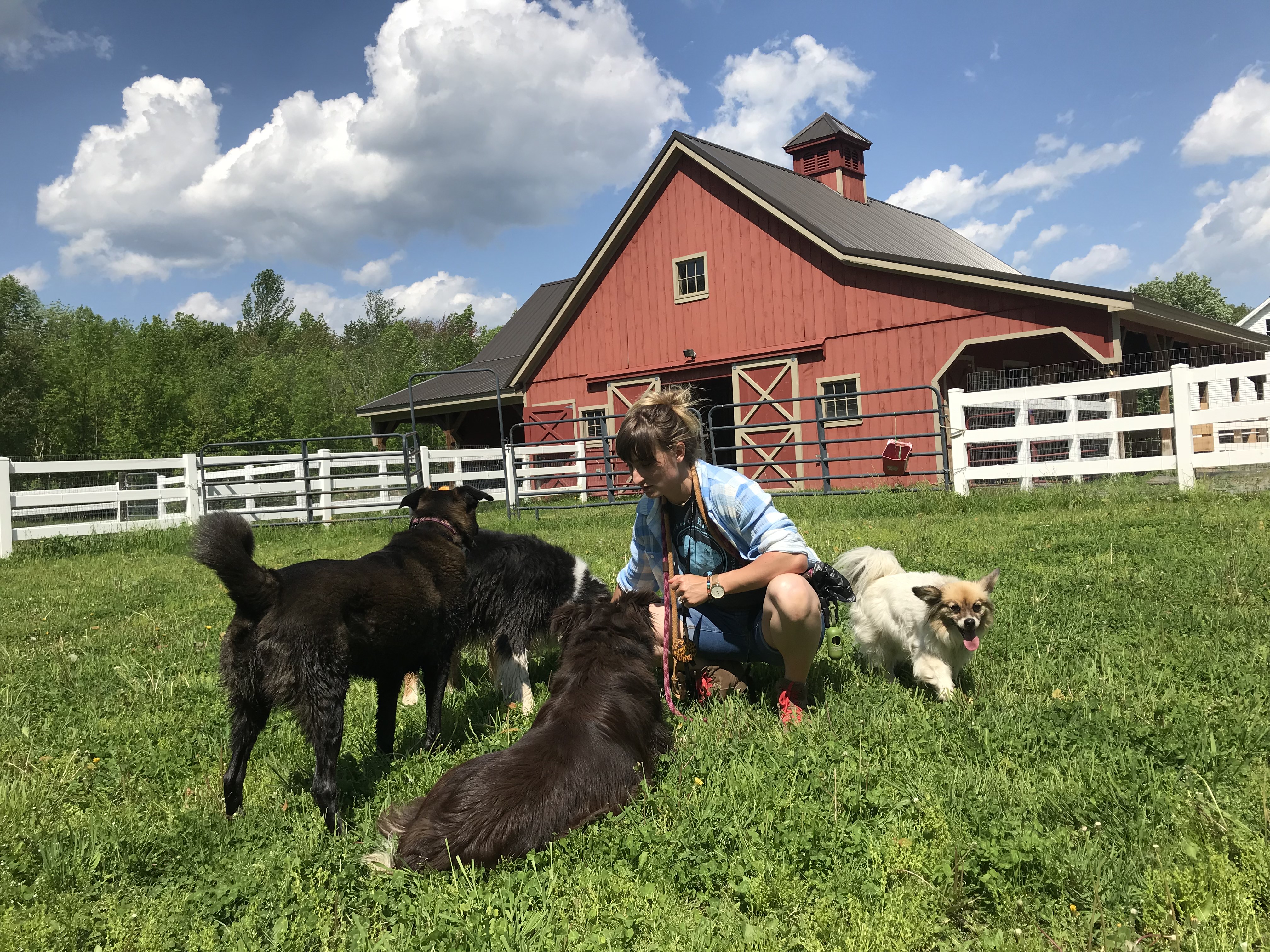 Best Dog Boarding in New York City, NY